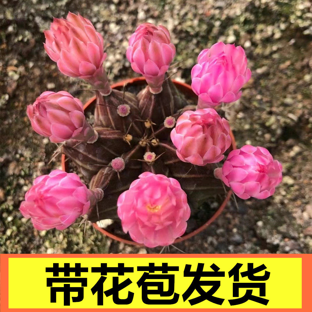 瓦格牡丹实生仙人球花色随机开花神器带盆栽好精品室内