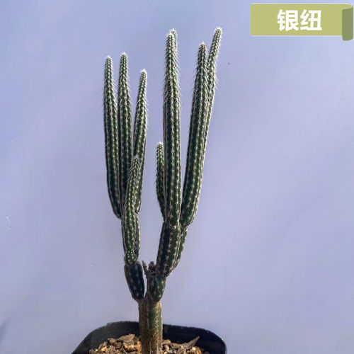 银纽冰心玉骨鹿角柱开花