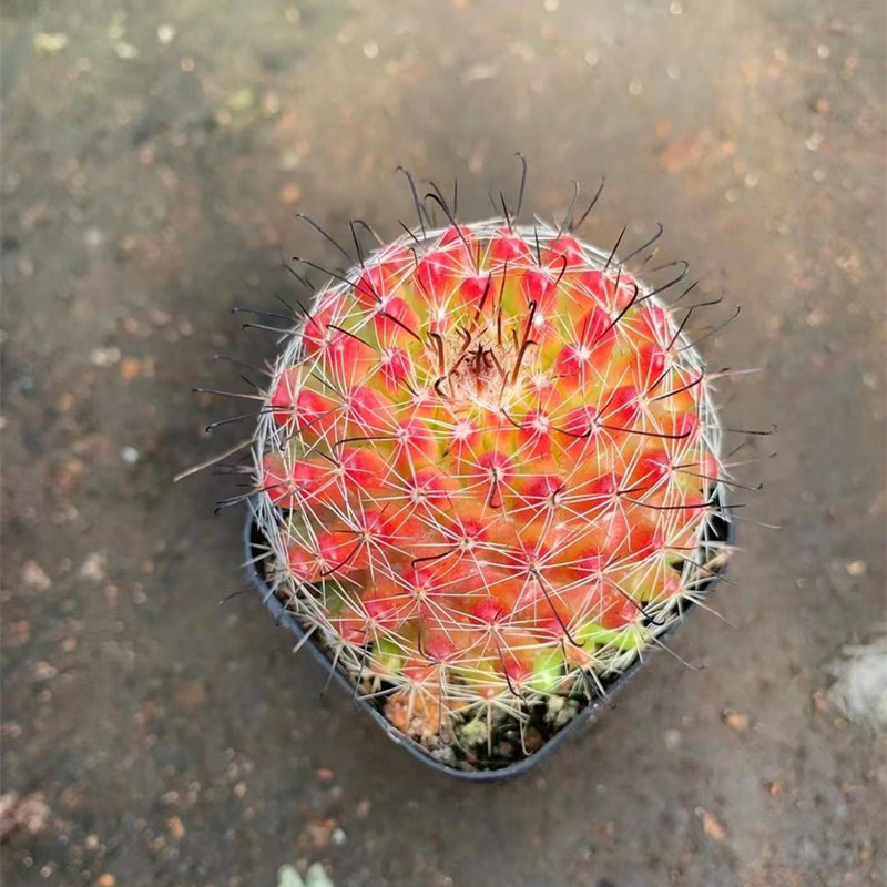 红娜丸仙人球多肉植物盆栽室内花卉仙人掌开花绿植稀有品种好养活 鲜花速递/花卉仿真/绿植园艺 多肉植物 原图主图