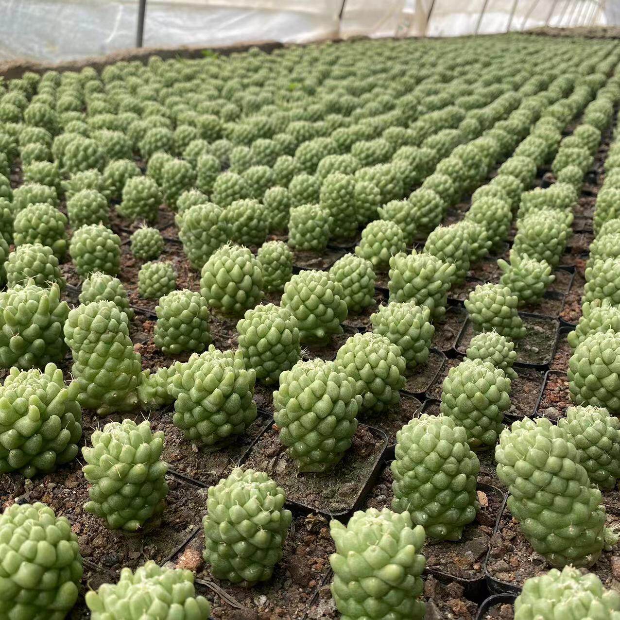 泰菊莲仙人球自根菠萝释迦无刺不扎手可爱盆栽稀有品种多肉植物