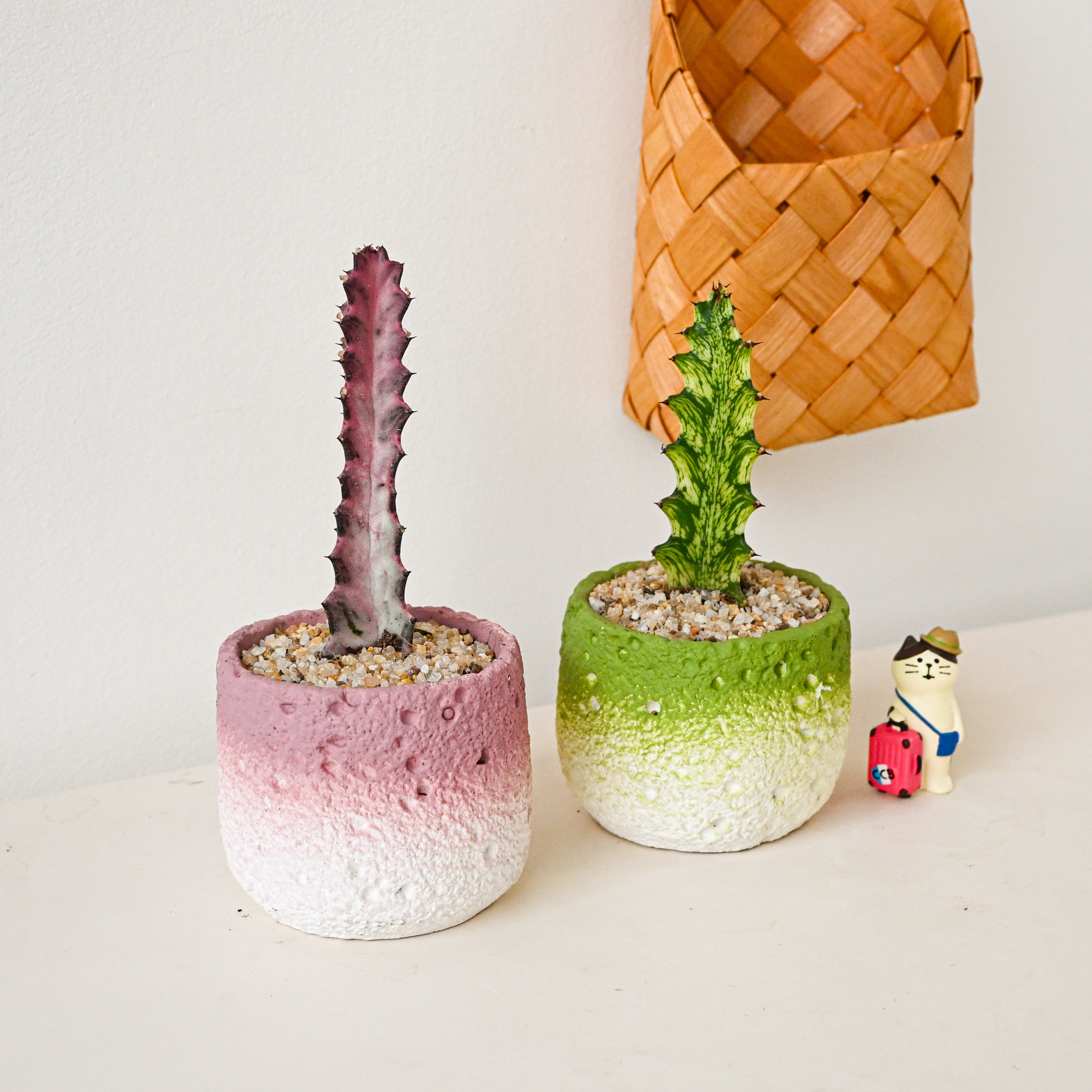 龙骨锦彩春风仙人掌盆栽办公室小众桌面绿植治愈植物摆件生日礼物