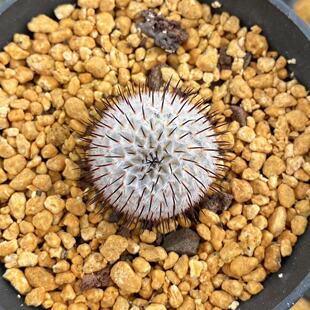 直刺佩雷仙人球自根仙人掌科乳突属开花植物进口稀有品种多肉盆栽