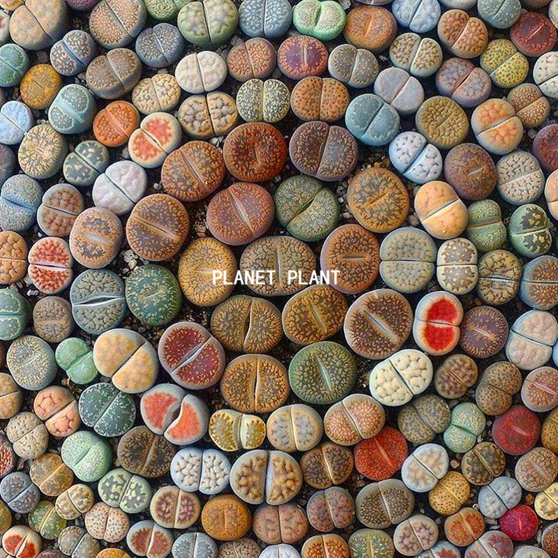 生石花带盆pp花卉室内南非混合