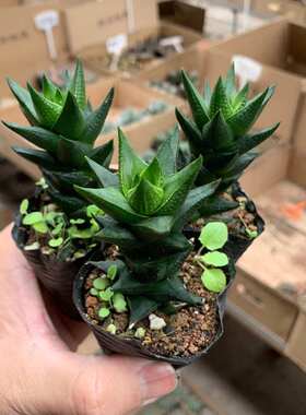 龙爪多肉植物硬叶十二卷