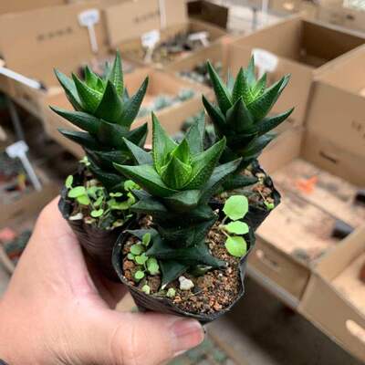 龙爪多肉植物硬叶十二卷