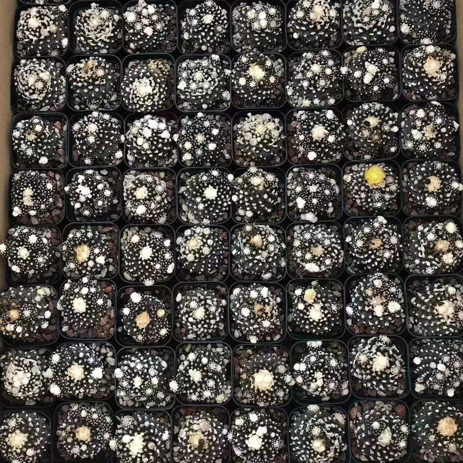 黄花黑刺墨蝶仙人球实生