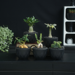 潮流块根植物仙人掌组合盆栽鱼骨峨眉山沙漠桌面绿植开花新手套餐