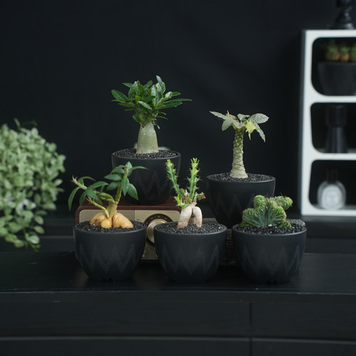 潮流块根植物仙人掌组合盆栽