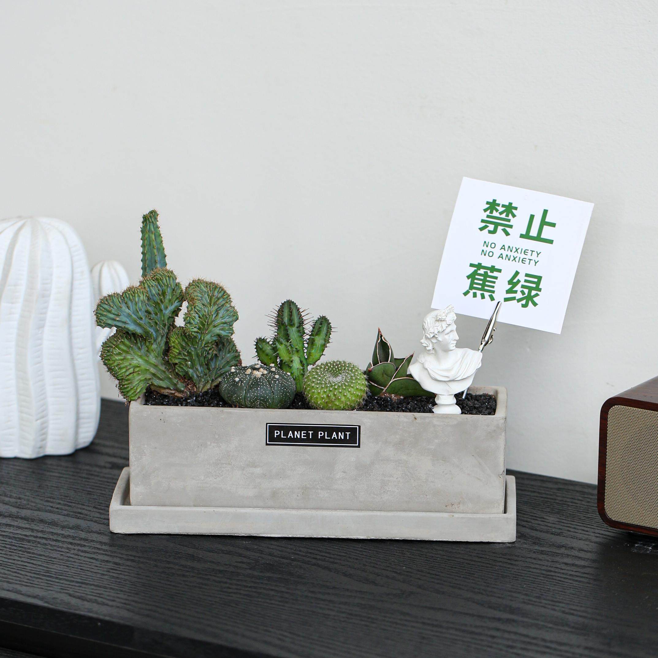 仙人掌组合盆栽趣味创意潮流多肉植物套餐送礼盆景室内办公桌好养