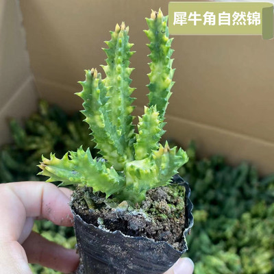 犀牛角自然锦萝藦科稀有品种