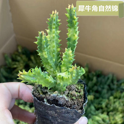 犀牛角自然锦萝藦科稀有品种
