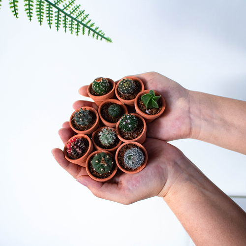 仙人球实生小苗带盆栽好