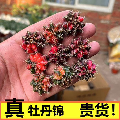 仙人球实生牡丹锦自然锦