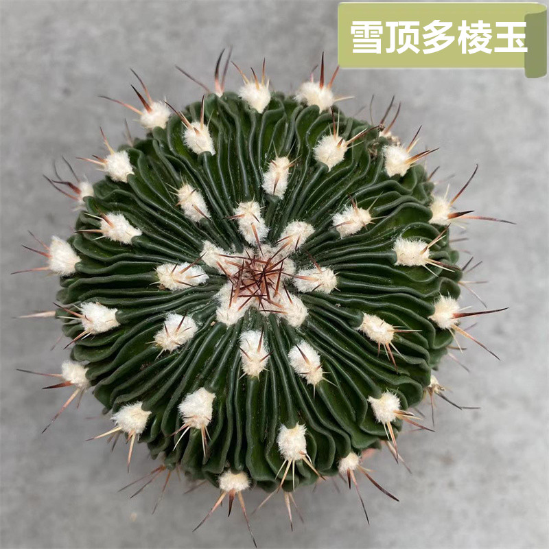 雪顶多棱玉嫁接仙人球开花仙人掌多肉植物盆栽大颗基地现货实拍