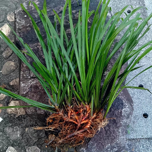 陆河特产石菖蒲新年洗澡用盆栽水培植物室内阳台庭院净化空气绿植