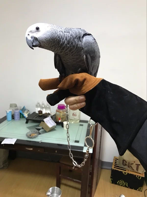 鹦鹉小鸟宠物手套牛皮手套小型鸟类手玩摆拍展示表演手套