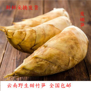 新鲜蔬菜 冬笋思茅甜笋云南特产新鲜竹笋嫩笋野生食用农产品当季