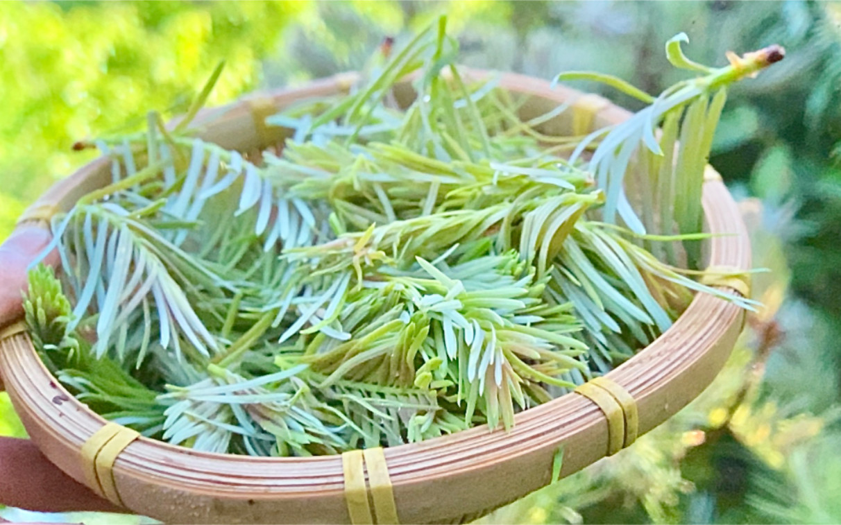 新鲜沙松尖云南野菜野花食用菜2斤一袋包邮