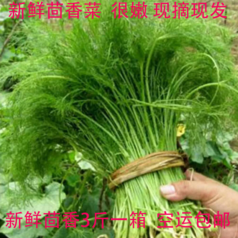 茴香菜新鲜农产品云南特产新鲜蔬菜小茴香苗做茴香饺子包子馅包邮