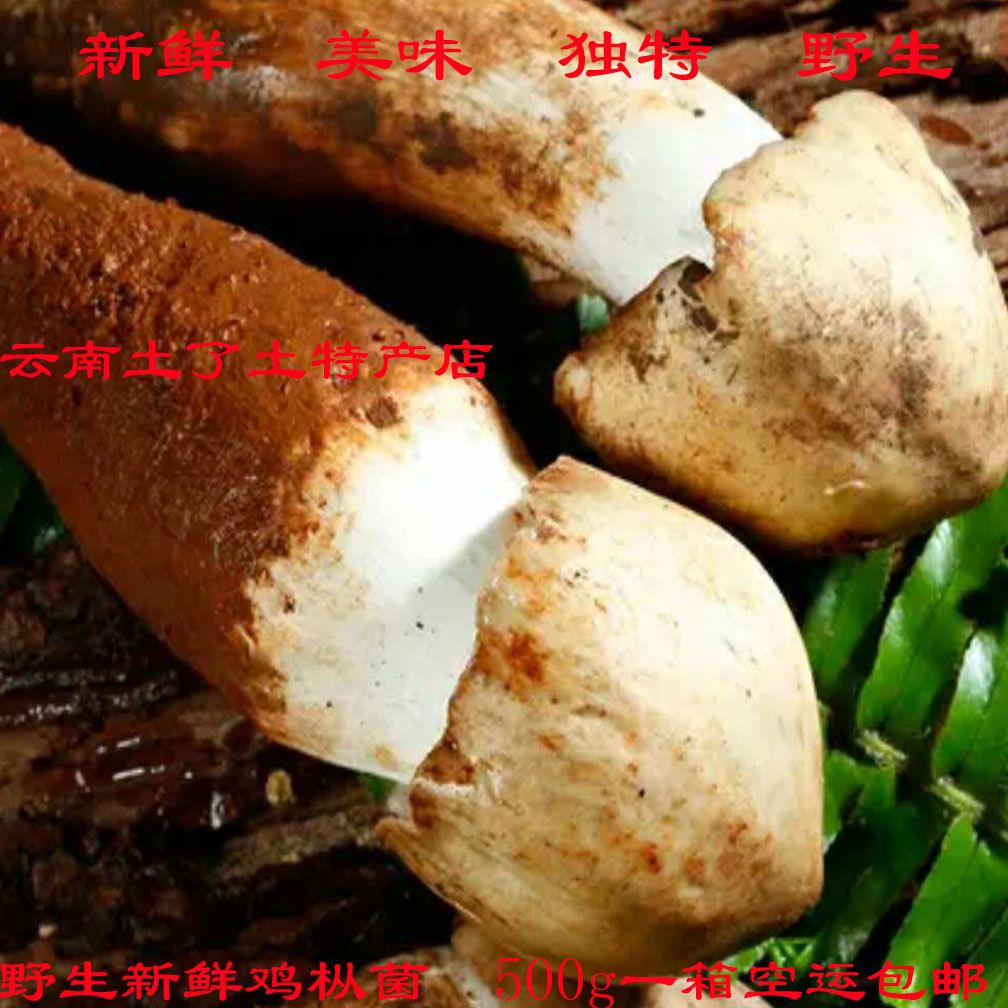 云南特产新鲜野生菌现货1斤野生新鲜松茸/菌菇