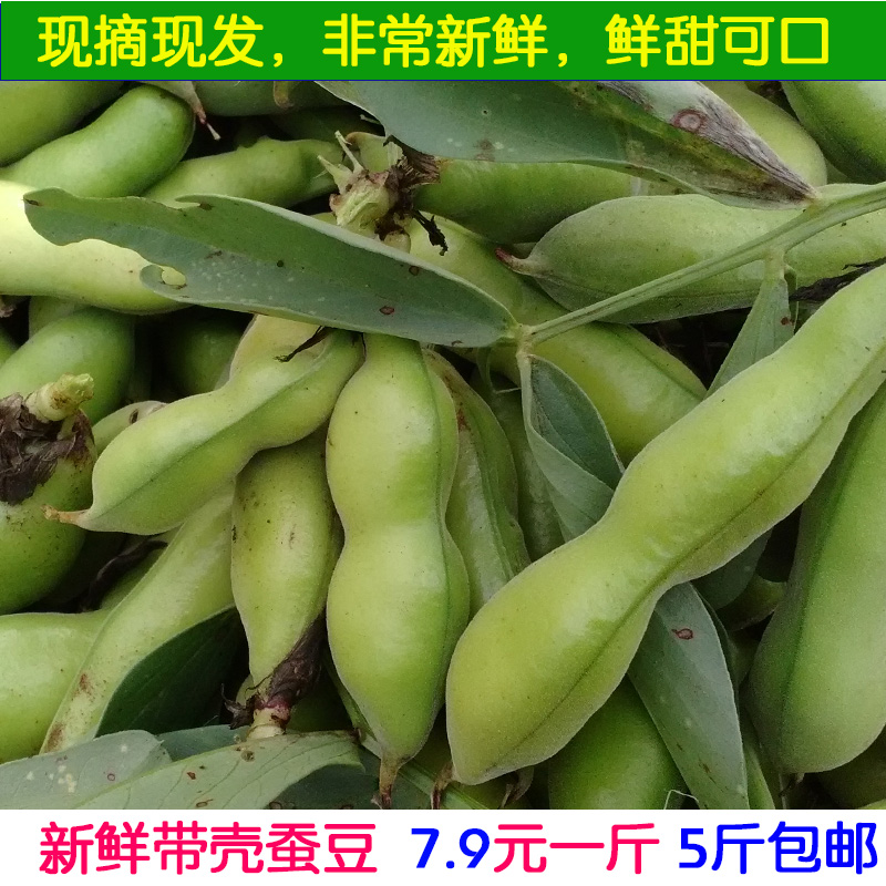 新鲜蚕豆云南农产品蔬菜带壳包邮