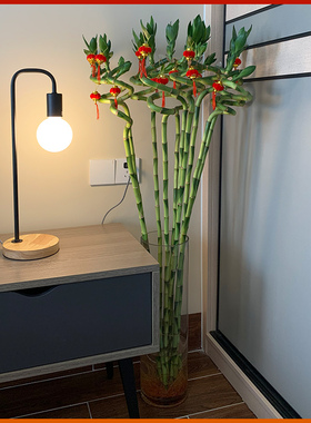水培节节高转运富贵竹植物水养带根土培开运龙竹室内大型绿植盆栽