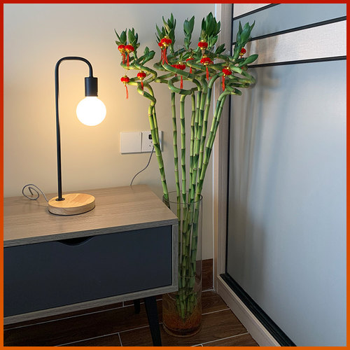 水培节节转运富贵竹植物带根水养