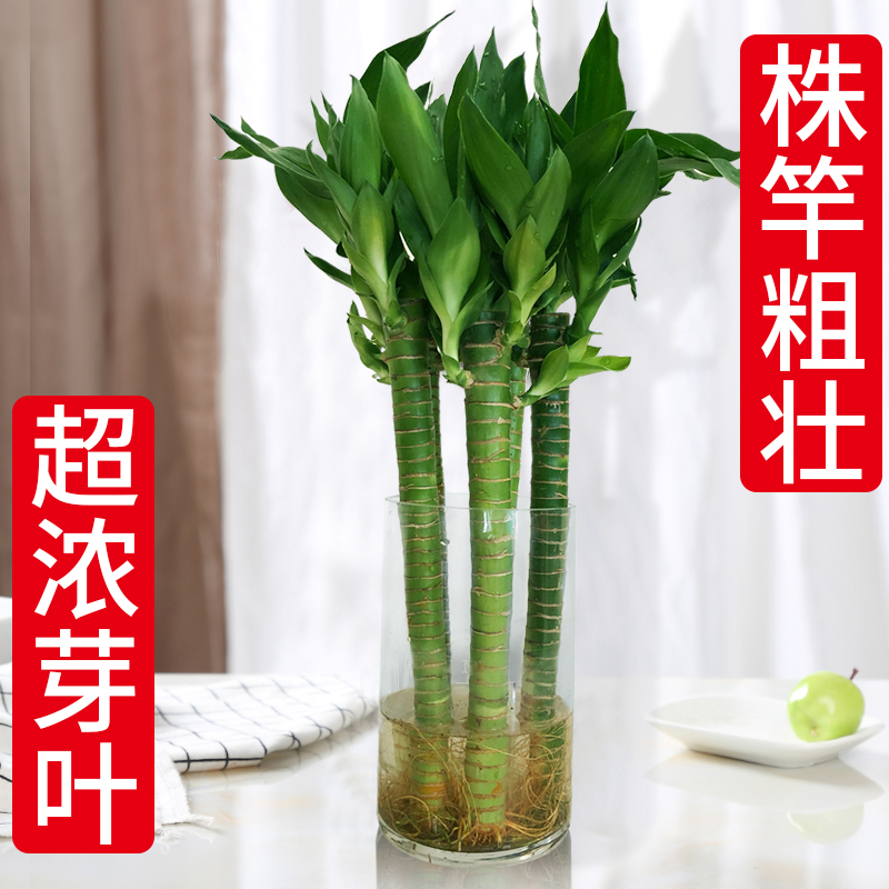 富贵竹植物水养盆栽招财带根绿植
