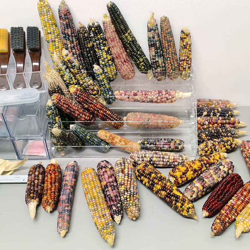 玉米种子收纳盒文玩宝石展示储藏