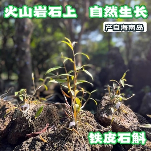 铁皮石斛-九大仙草之一 产自海南岛火山岩石上 天然生长 非种植