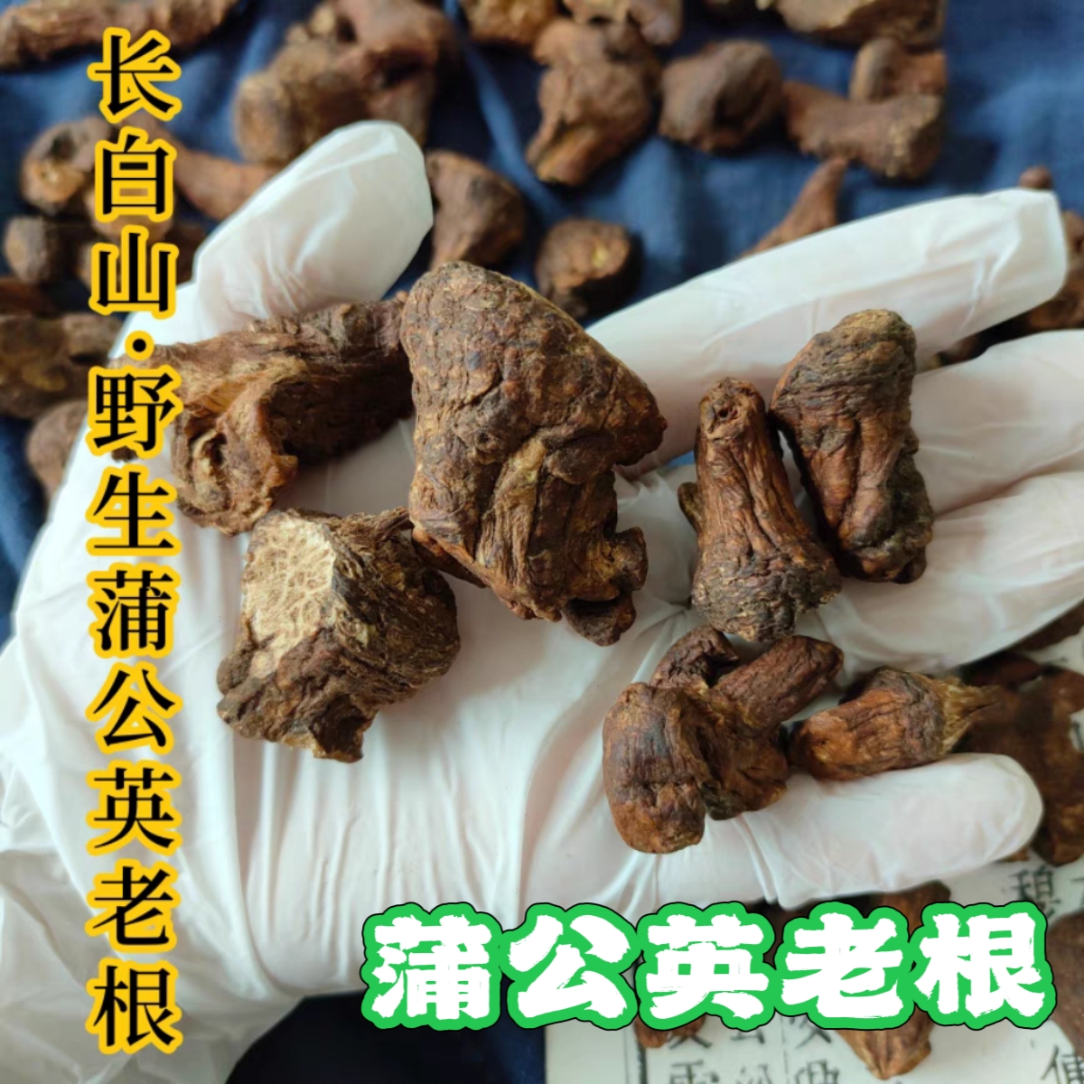 蒲公英多年生老根，只选主根最粗壮位置，入gan经，清热 能化结节