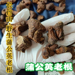 蒲公英多年生老根，只选主根最粗壮位置，