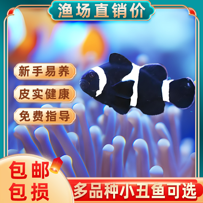 小丑鱼海水鱼观赏鱼一公一母