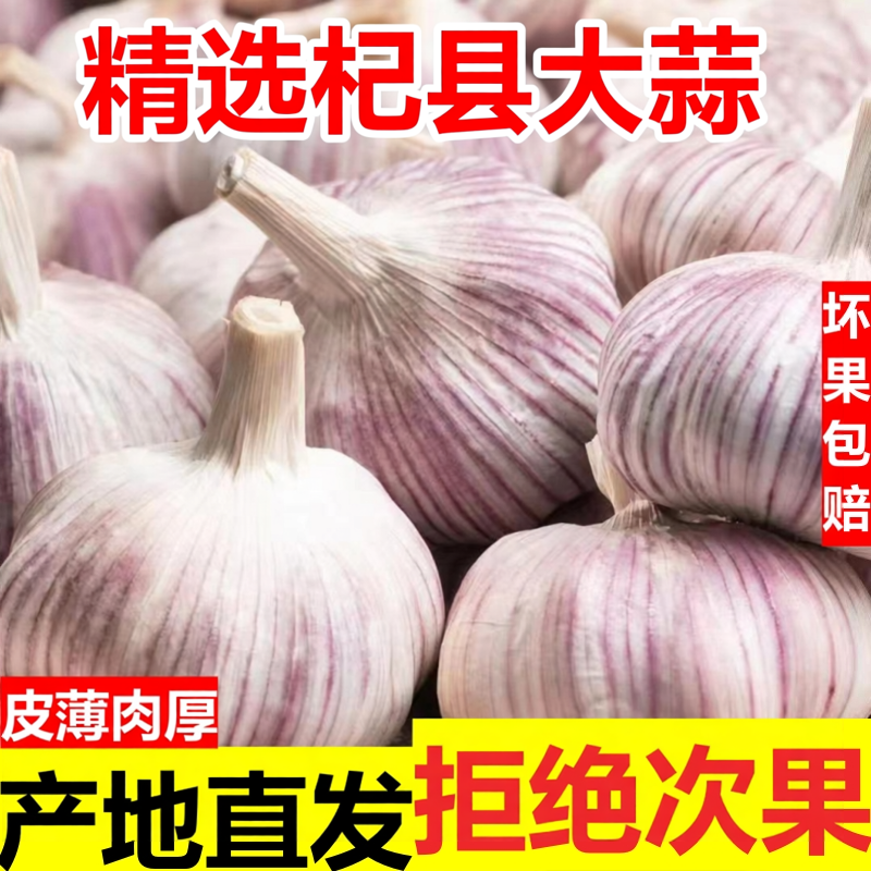 河南杞县直发干蒜紫白皮