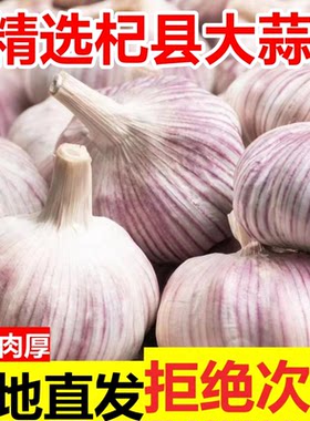 河南杞县直发干蒜紫白皮