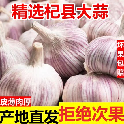 今年干蒜大蒜头农家自种产地直发大蒜头紫白皮大蒜蔬菜河南大蒜