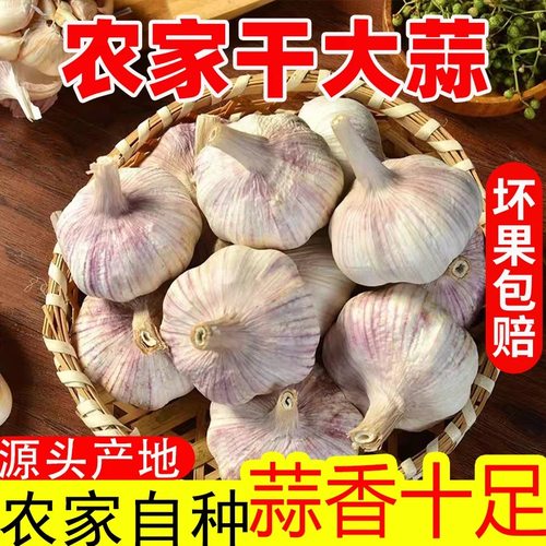 新干大蒜农家自种干蒜头蔬菜新鲜干蒜紫白皮红皮大蒜头2026年