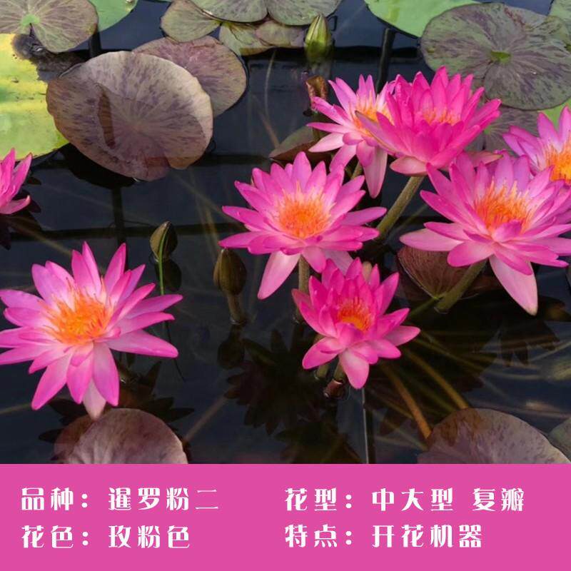 河道绿化工程专拍