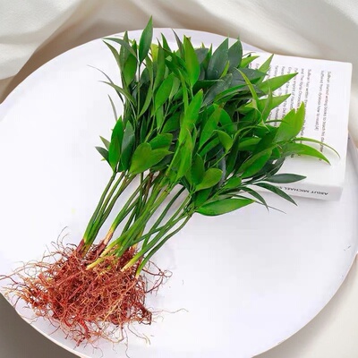 竹柏驱蚊竹水培植物四季好养