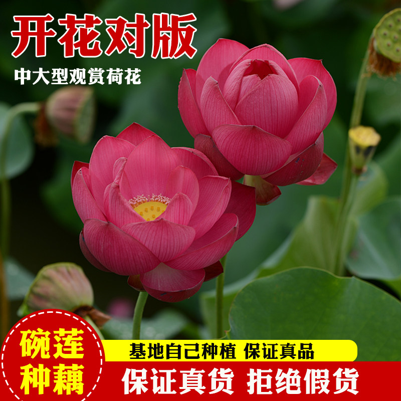 荷花盆栽水养莲藕苗种莲花大型四季观赏睡莲生水培植物碗莲种根苗