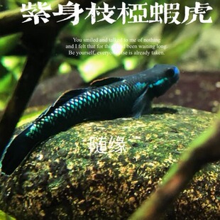 紫身枝桠虾虎电光枝桠虾虎绿翡翠虾虎淡水鱼好看观赏鱼优惠大促销