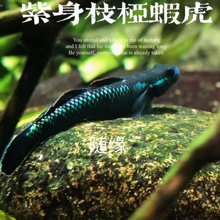 紫身虾虎发色艳丽鳞片闪枝桠虾虎