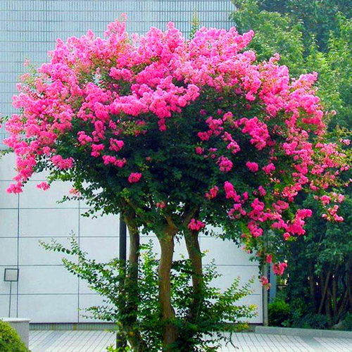 红火箭紫薇花树苗庭院绿化风景树