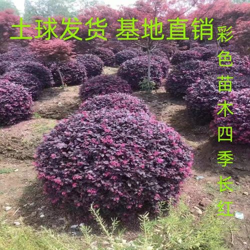 红花继木树苗风景树树苗园林绿化