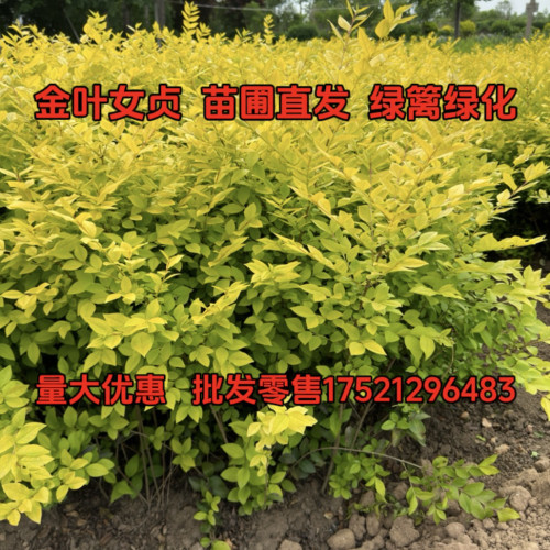 金叶女贞树苗小叶女贞工程绿化苗