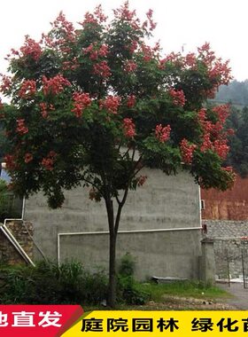 绿化工程栾树黄山栾树