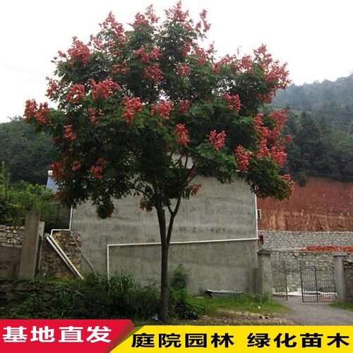 绿化工程栾树黄山栾树