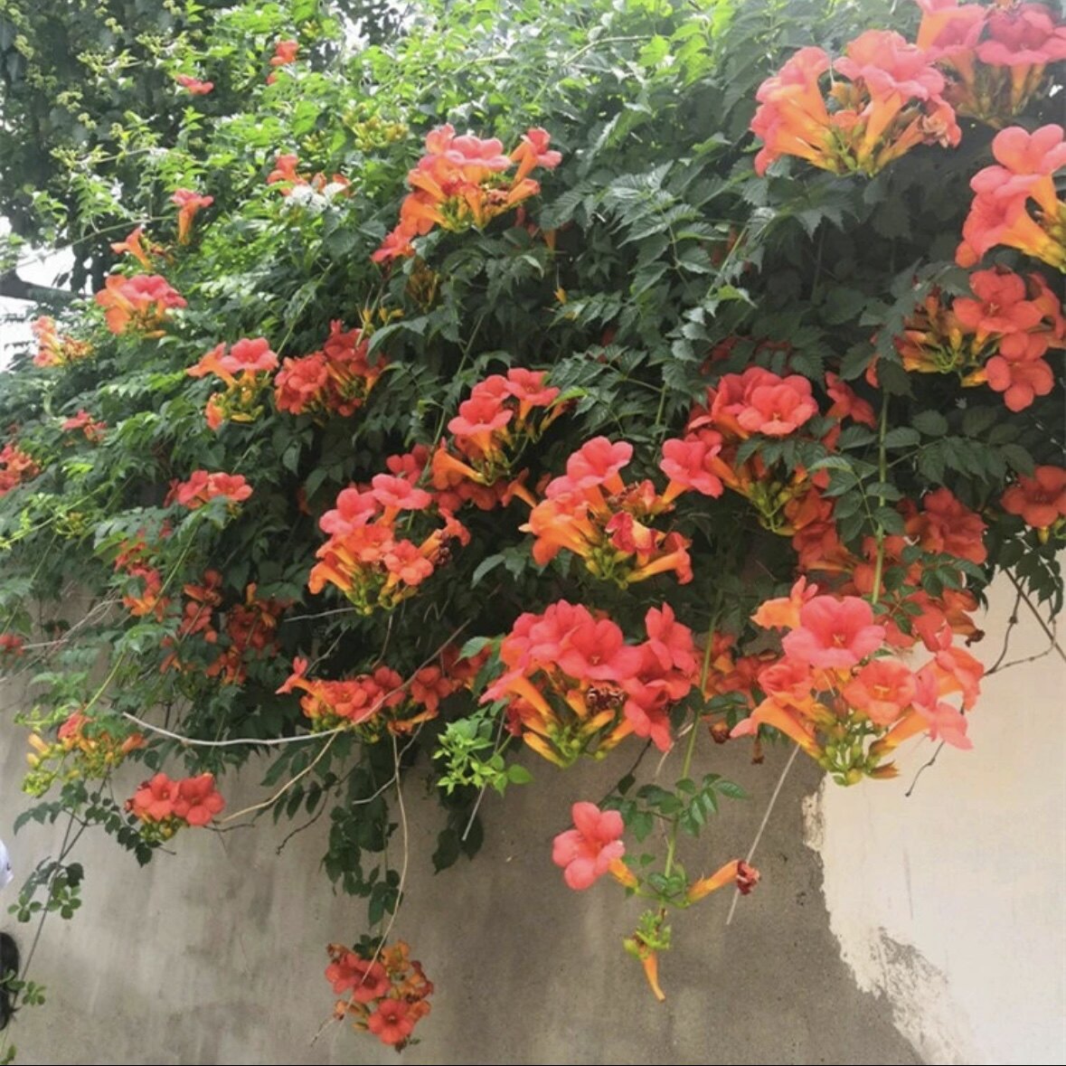 凌霄花攀援盆栽粉色凌霄花