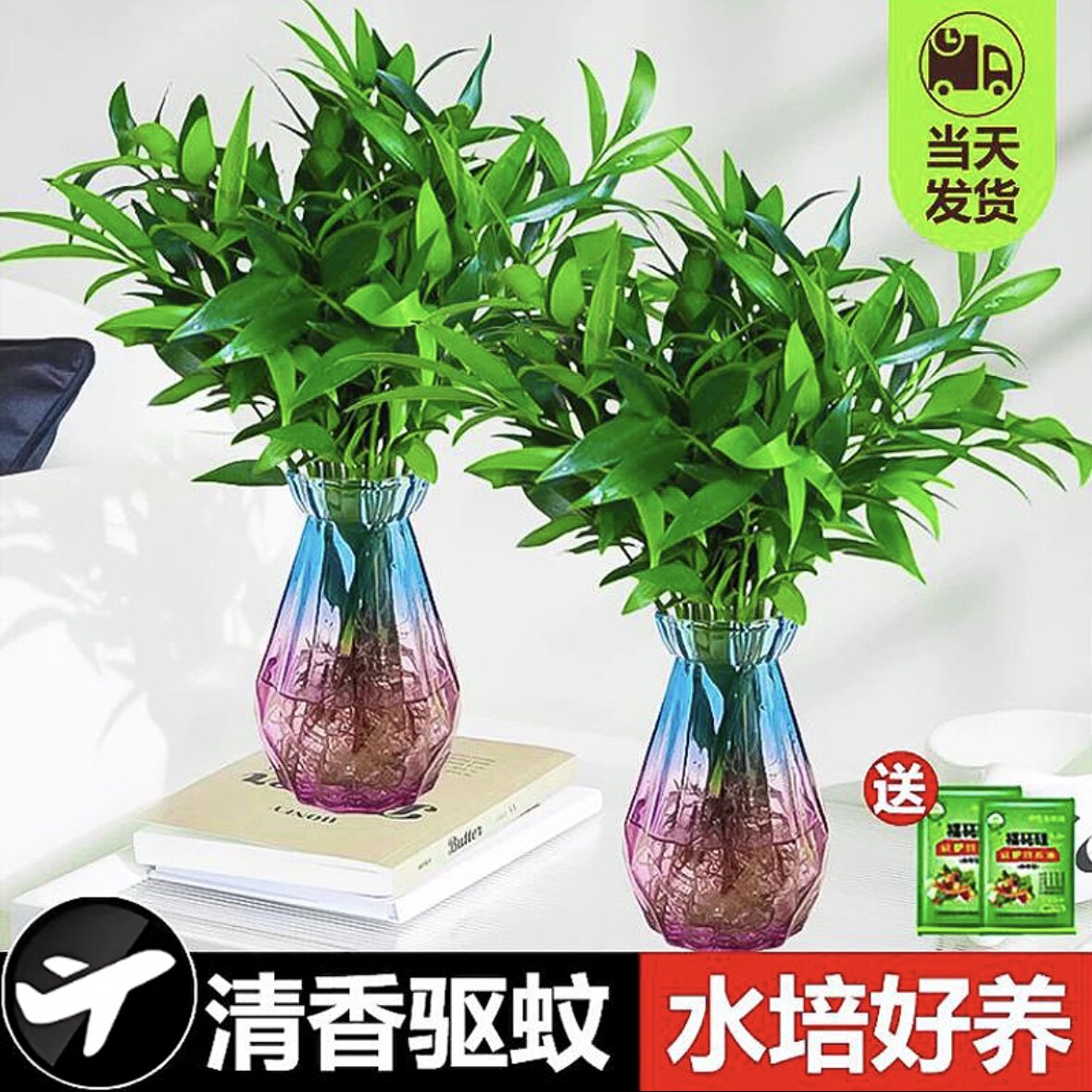 驱蚊竹柏水培植物室内客厅办公室桌面四季好养花卉盆栽绿植天然驱