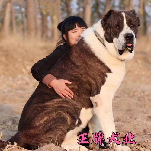 俄罗斯中亚牧羊犬纯种中亚幼犬活体超大巨型中亚犬宠物狗护卫猛犬